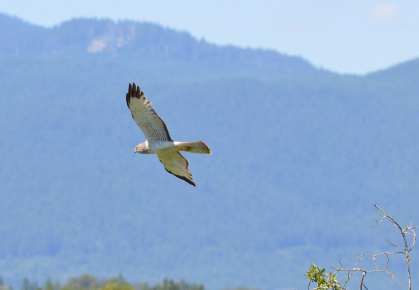Northern Harrier