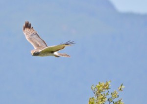 Northern Harrier