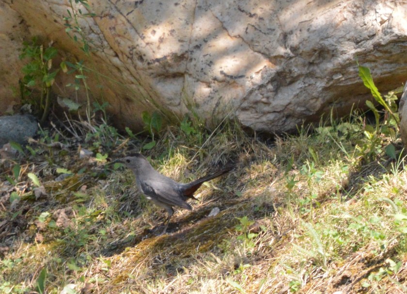 Gray Catbird ~ Lillooet, BC ~ July 4, 2015