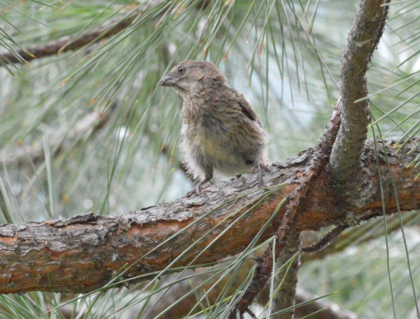 Fledgling