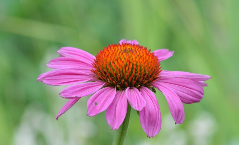Coneflower
