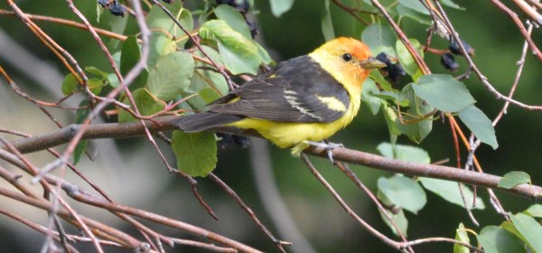 Western Tanager
