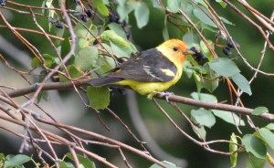 Western Tanager