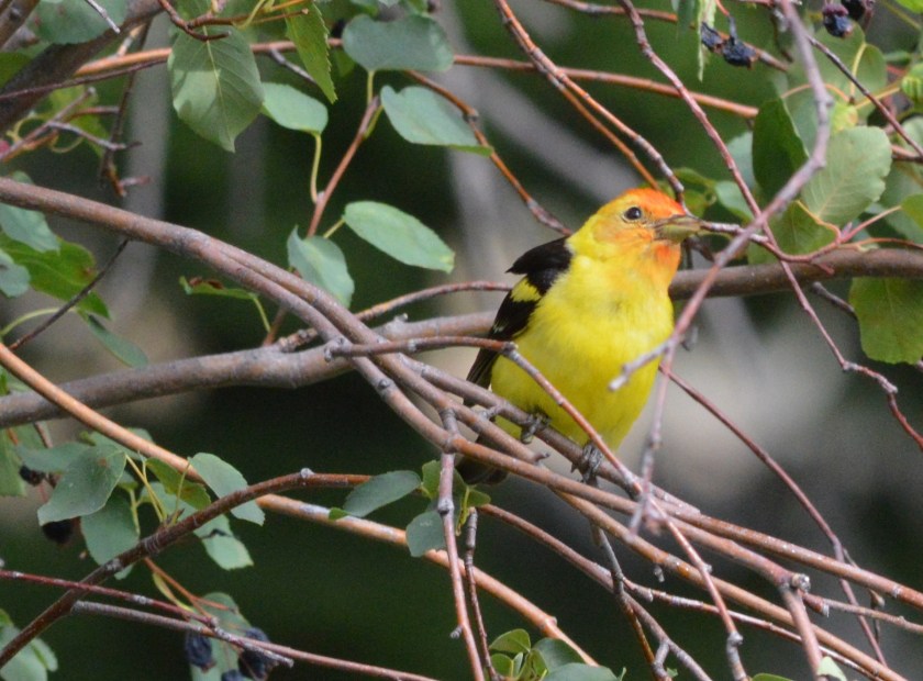 Western Tanager