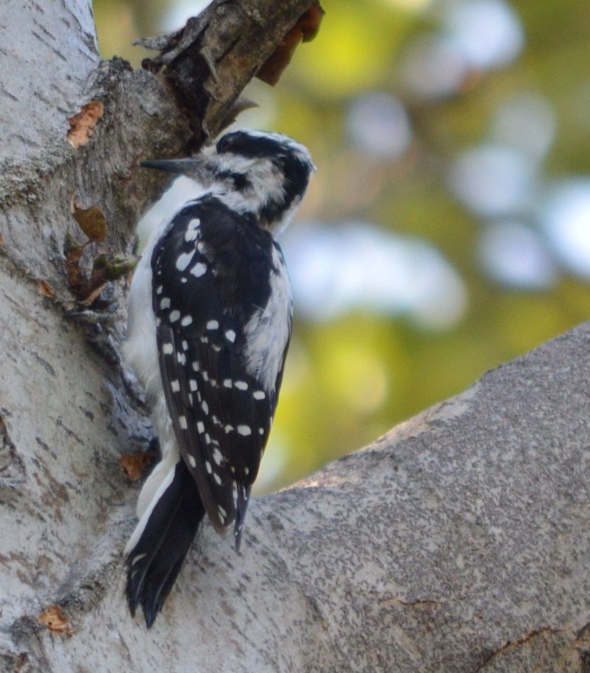 Hairy Woodpecker