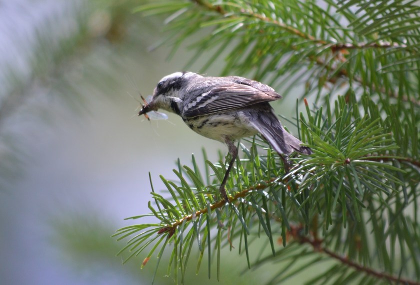 Black-throated Gray Warbler