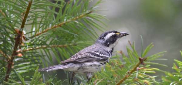Black-throated Gray Warbler
