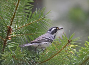 Black-throated Gray Warbler