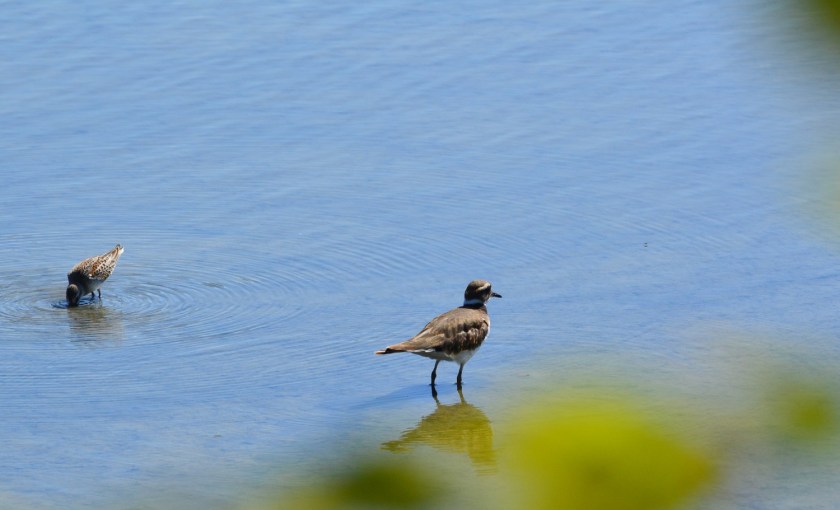 Killdeer