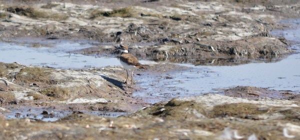 Killdeer
