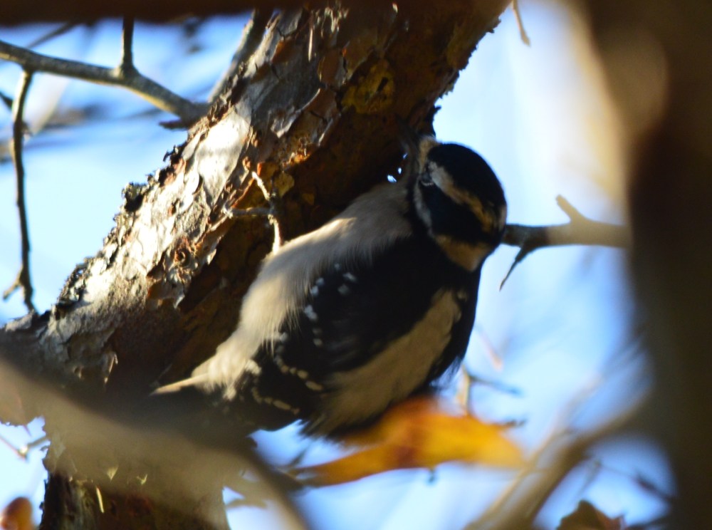 Downy Woodpecker ~ Reifel Bird Sanctuary, Delta, BC ~ November 2014
