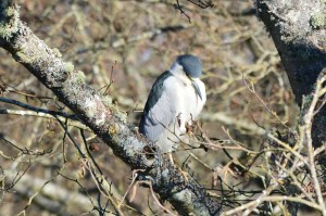 Black-crowned Night-Heron ~ Reifel Bird Sanctuary, Delta, BC ~ Feb 21, 2015