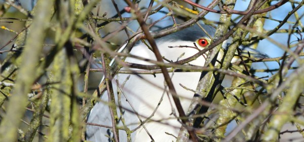 Black-crowned Night-Heron ~ Reifel Bird Sanctuary, Delta, BC ~ Feb 21, 2015