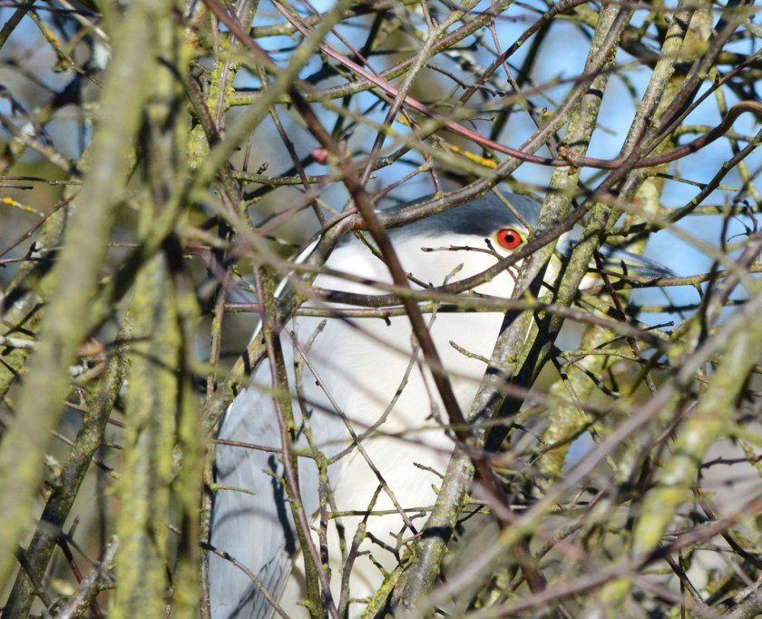 Black-crowned Night-Heron ~ Reifel Bird Sanctuary, Delta, BC ~ Feb 21, 2015