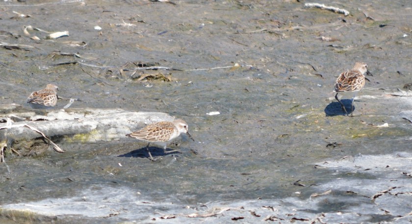 Western Sandpiper