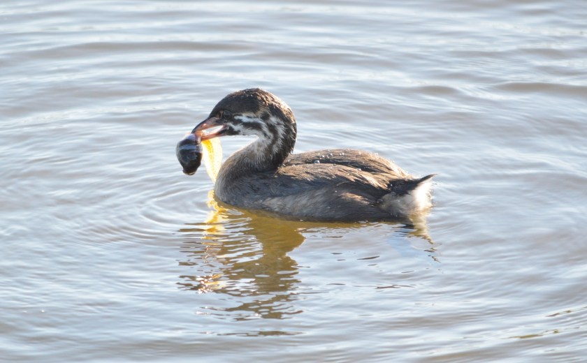 Pied-billed Grebe
