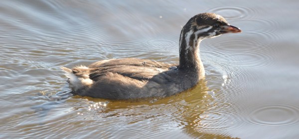 Pied-billed Grebe