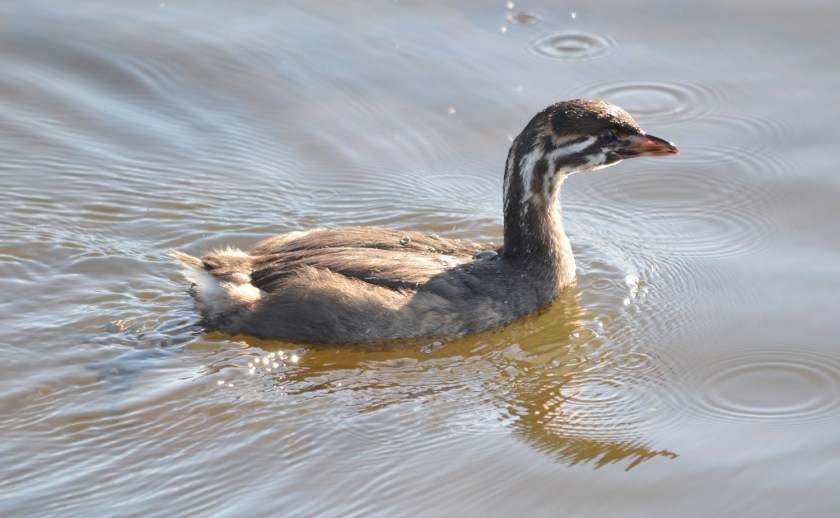 Pied-billed Grebe