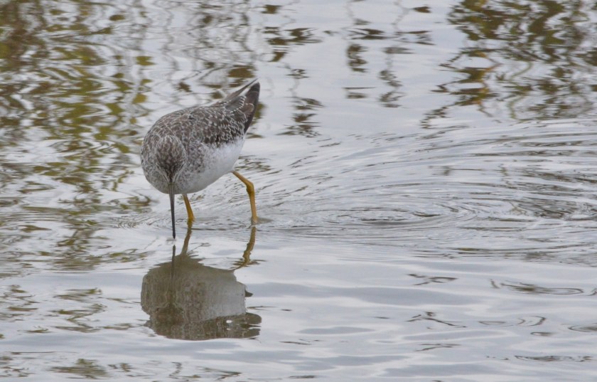 Greater Yellowlegs ~ Reifel Bird Sanctuary, Delta, BC ~ Sept 13, 2015