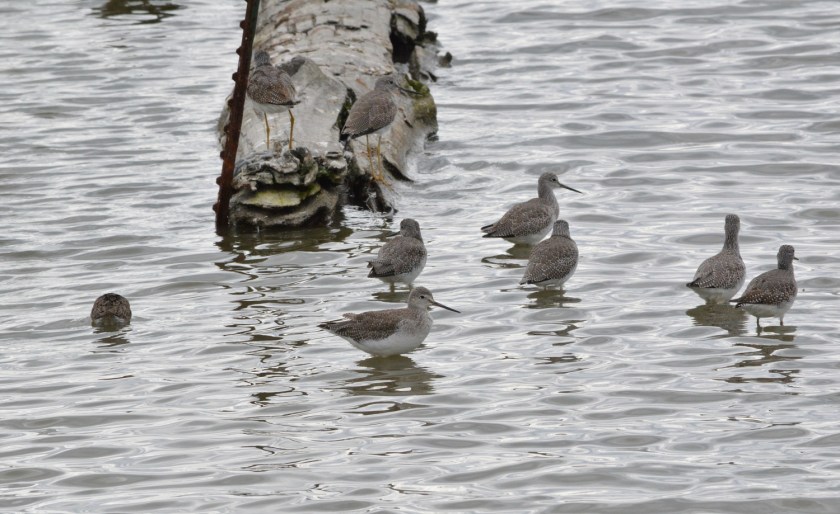 Greater Yellowlegs ~ Reifel Bird Sanctuary, Delta, BC ~ Sept 13, 2015