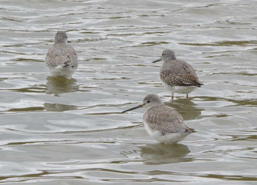 Greater Yellowlegs ~ Reifel Bird Sanctuary, Delta, BC ~ Sept 13, 2015