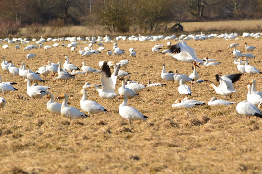 Snow Geese