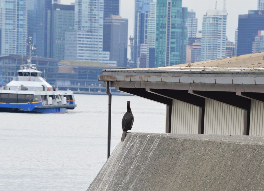 Double-crested Cormorant