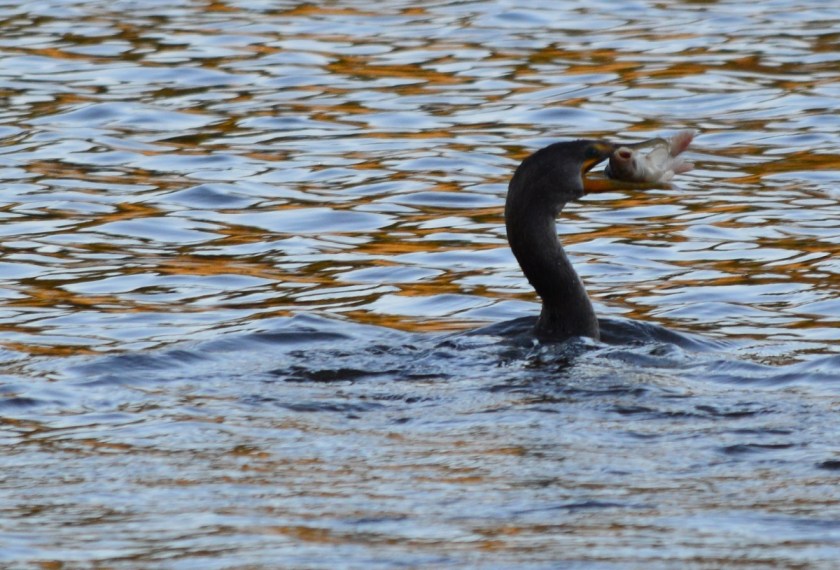 Double-crested Cormorant
