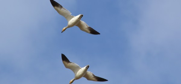 Snow Geese