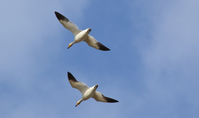 Snow Geese