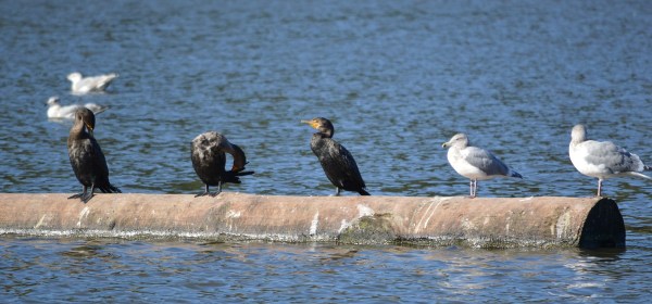Double-crested Cormorants