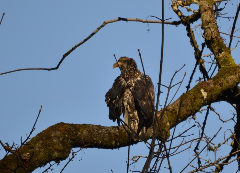 Bald Eagles