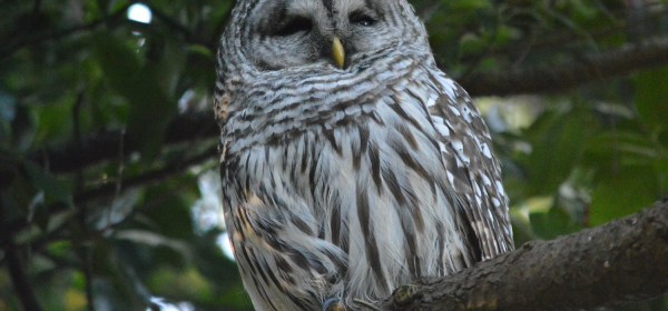 Barred Owl