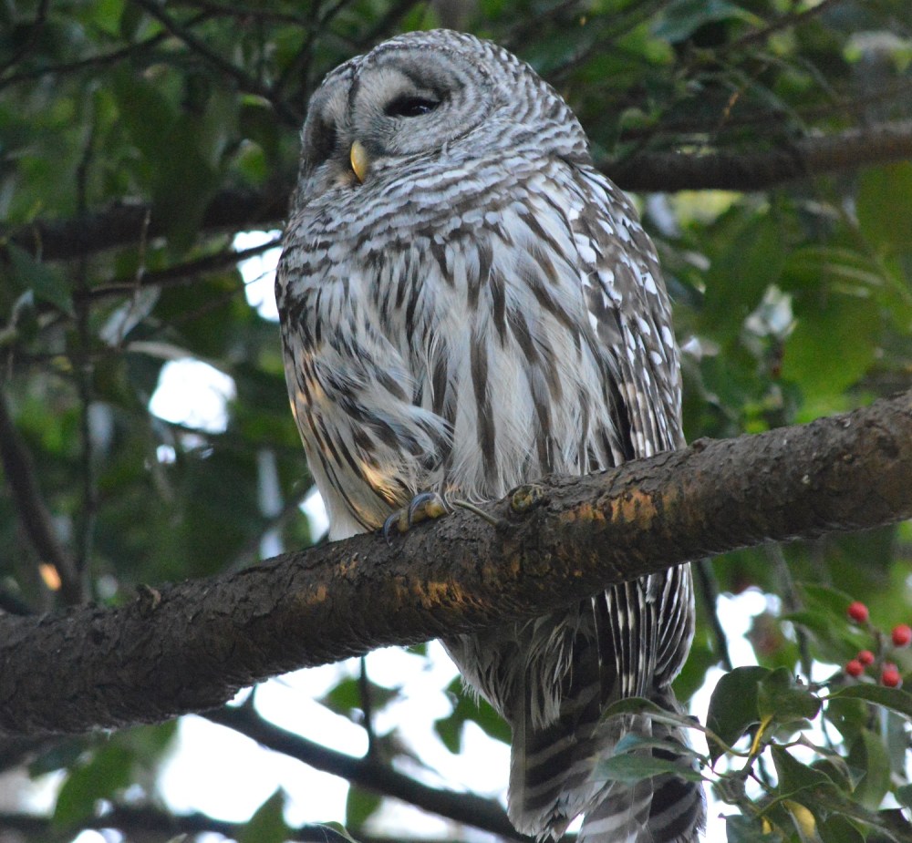 Barred Owl