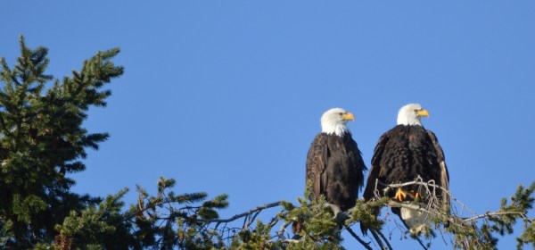 Bald Eagles