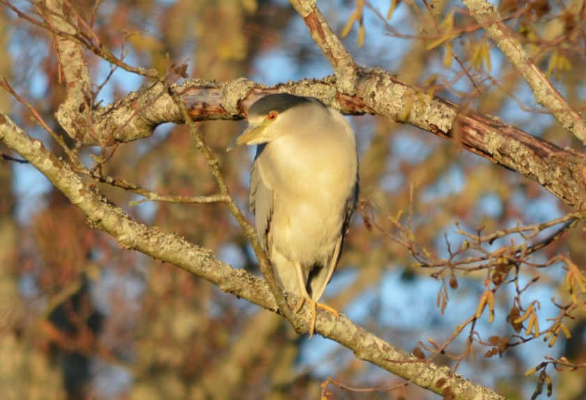 WP 201511 reifel night heron