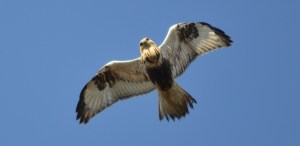 Rough-legged Hawk