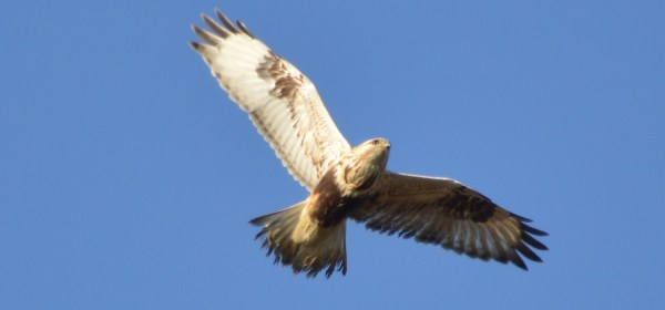 Rough-legged Hawk