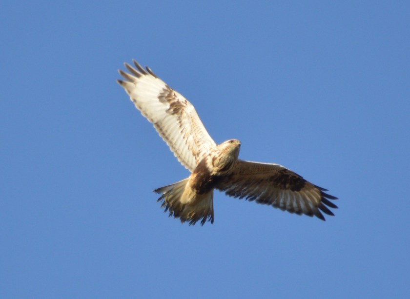 Rough-legged Hawk