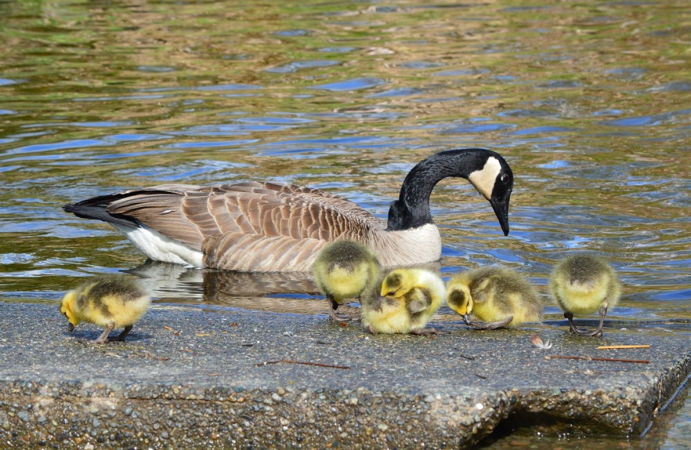 Canada Goose ~ Burnaby Lake, Burnaby, BC ~ April 2014