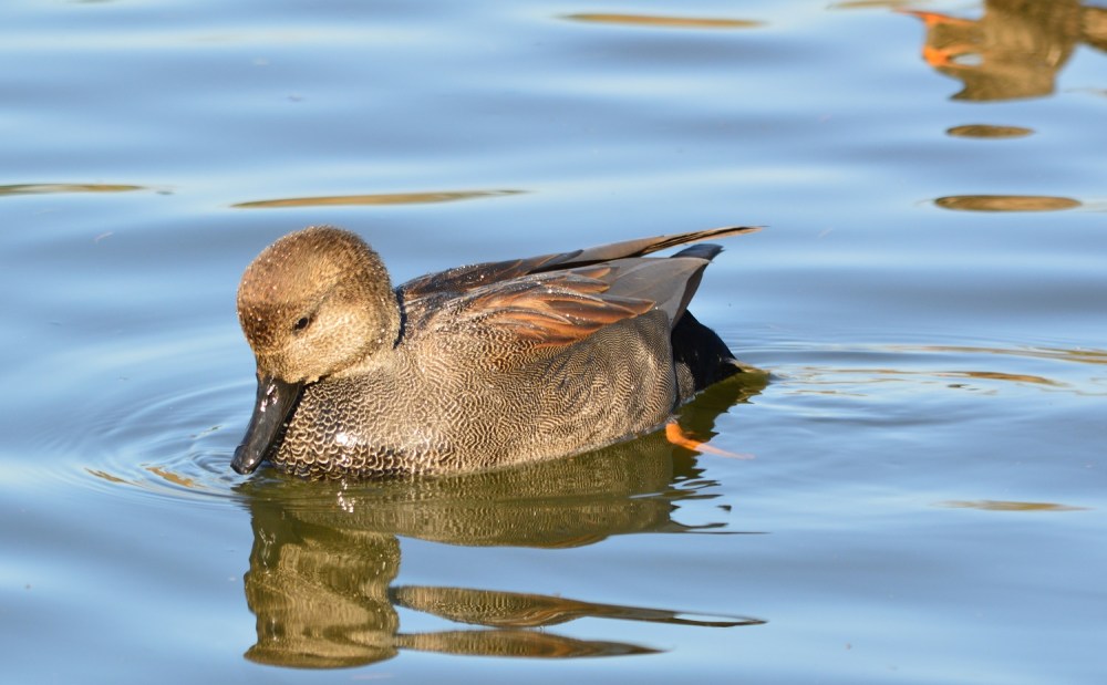 Gadwall