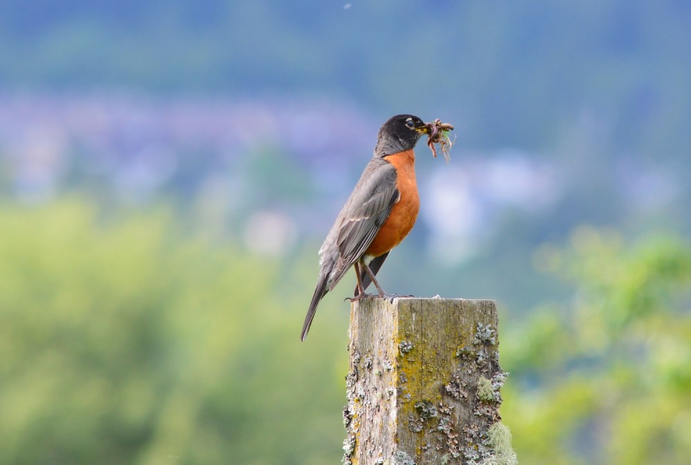 American Robin