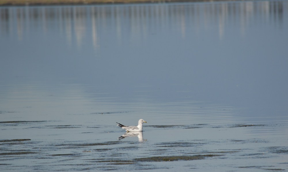 Ring-billed Gull