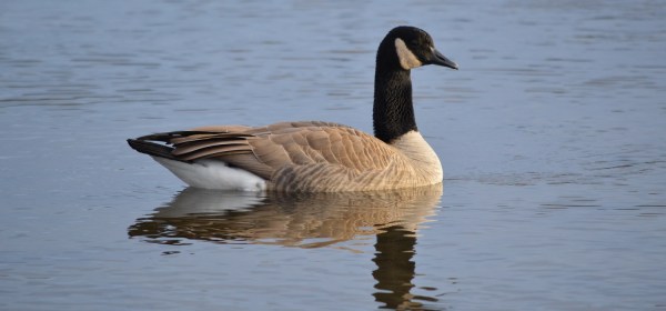 Canada Goose