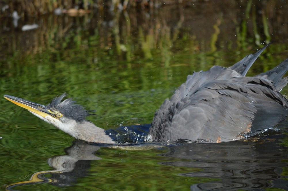 Great Blue Heron having a bath