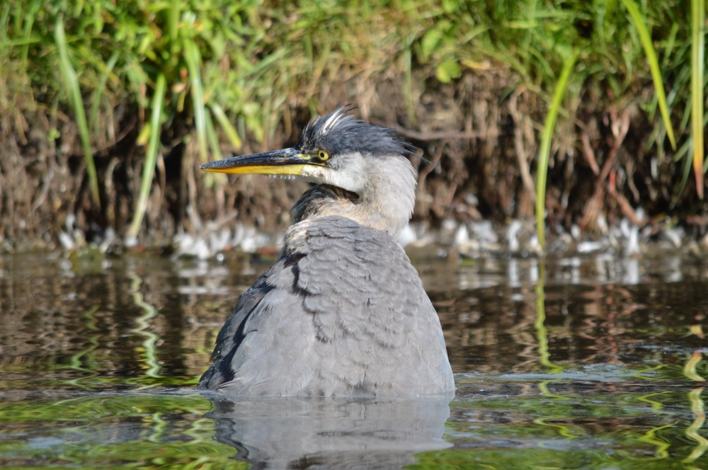 Great Blue Heron
