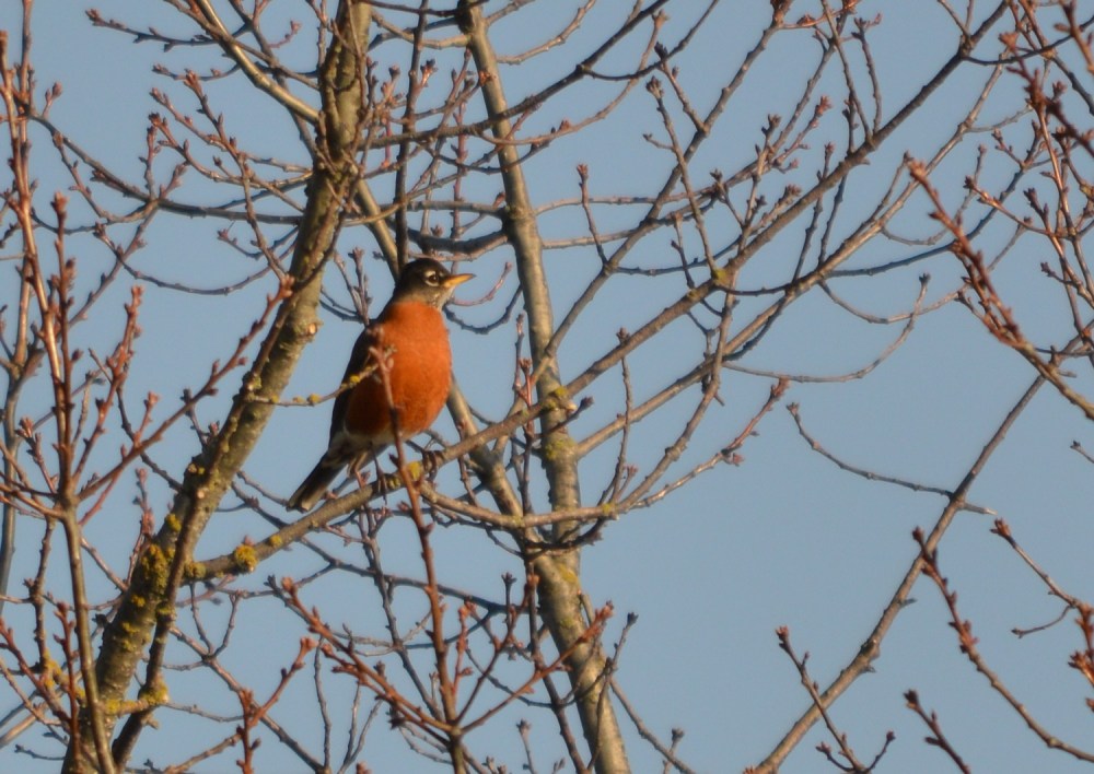 American Robin