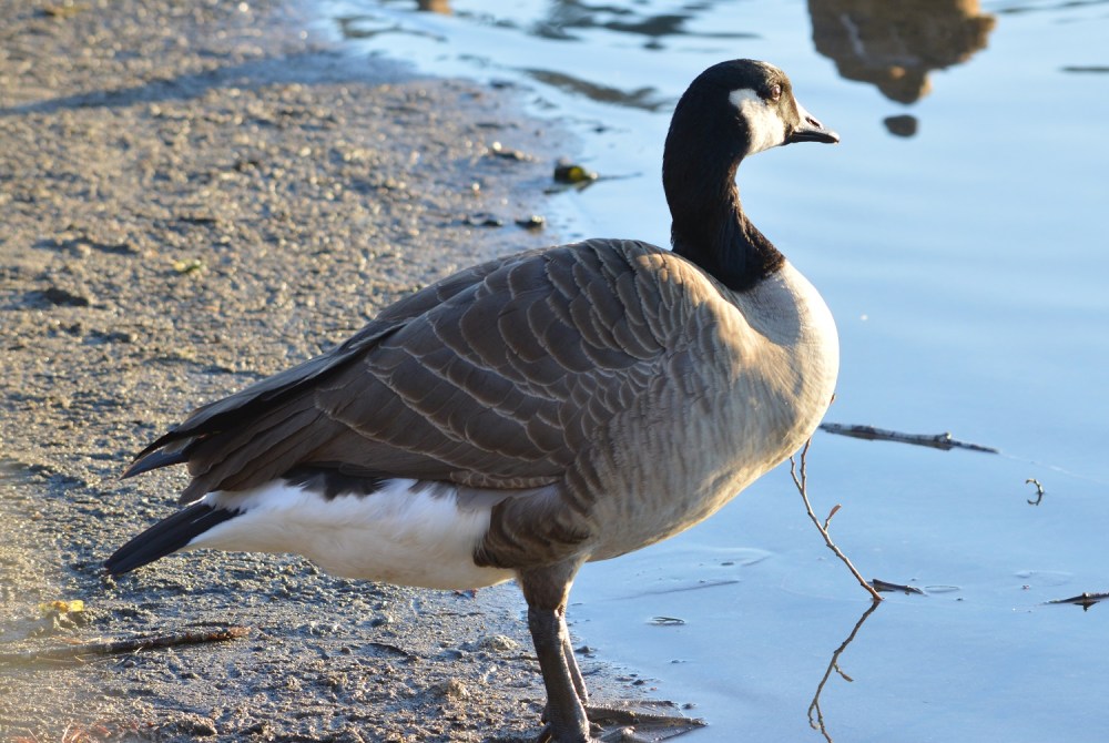 Canada Goose