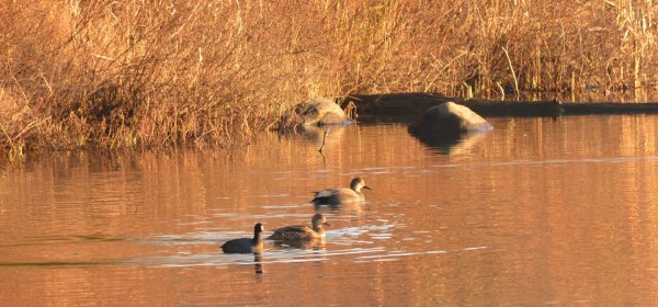 Gadwalls with a Coot