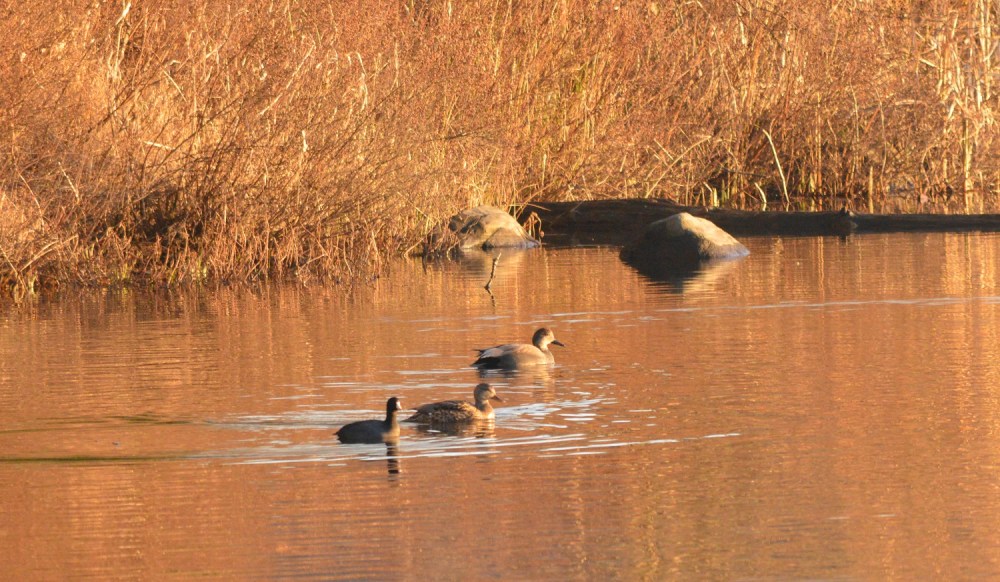 Gadwalls with a Coot